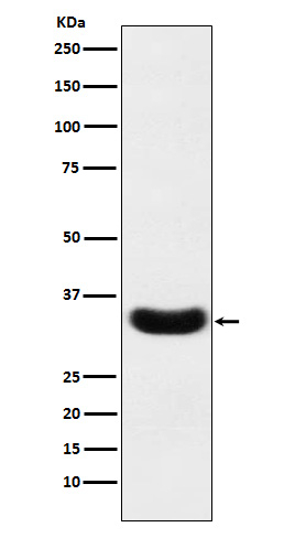 PLSCR1 Antibody in Western Blot (WB)