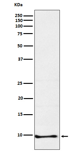 NNAT Antibody in Western Blot (WB)
