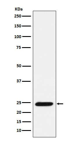 Bmf Antibody in Western Blot (WB)