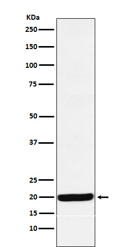 RBM8A Antibody in Western Blot (WB)