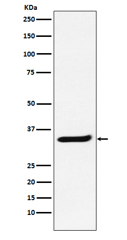POLR2C Antibody in Western Blot (WB)