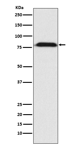 MAD1 Antibody in Western Blot (WB)