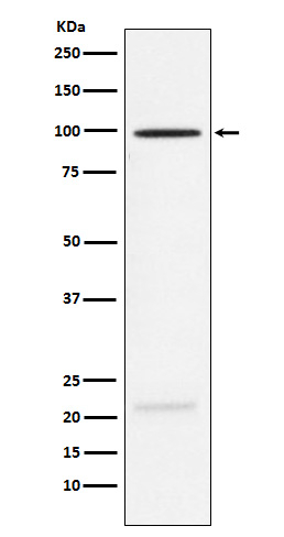 MAG Antibody in Western Blot (WB)