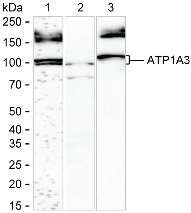 ATP1A3 Antibody in Western Blot (WB)