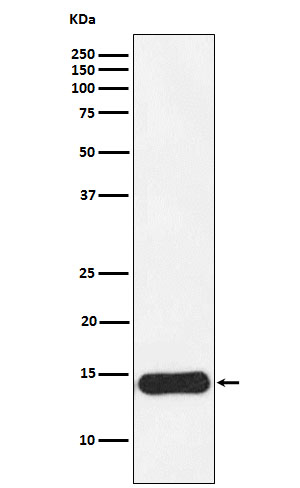 CRABP1 Antibody in Western Blot (WB)