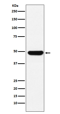 UAP56 Antibody in Western Blot (WB)