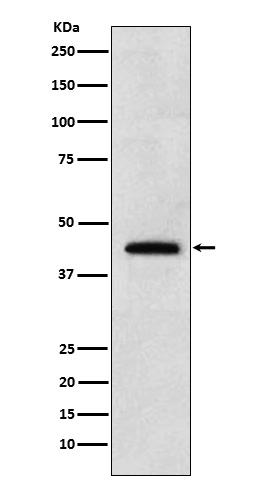Renalase Antibody in Western Blot (WB)