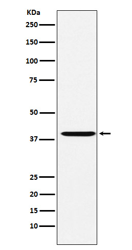 CAPG Antibody in Western Blot (WB)