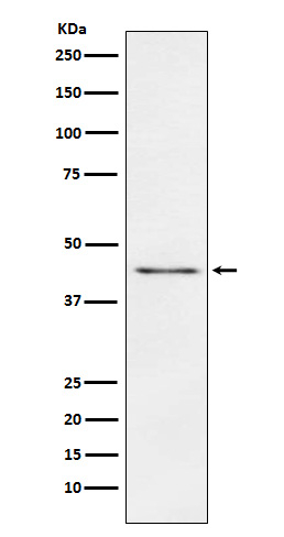 Carboxypeptidase A1/B1/A2 Antibody in Western Blot (WB)