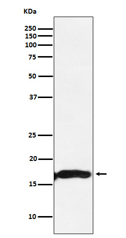 Alpha A Crystallin Antibody in Western Blot (WB)
