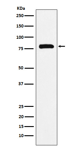 PAF1 Antibody in Western Blot (WB)