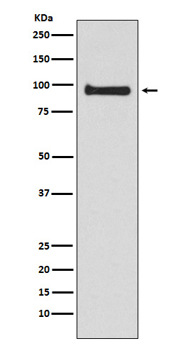 VAV3 Antibody in Western Blot (WB)