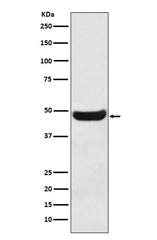 BHMT Antibody in Western Blot (WB)