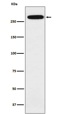 Spectrin alpha-1 Antibody in Western Blot (WB)
