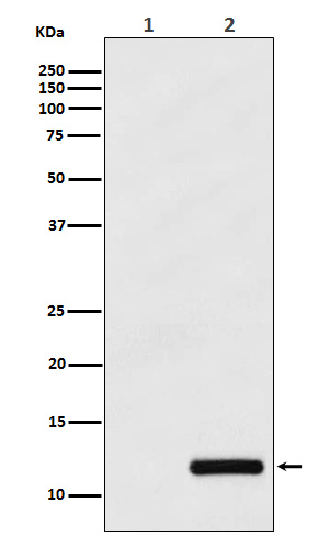 CCL4 Antibody in Western Blot (WB)