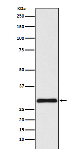 CHMP3 Antibody in Western Blot (WB)