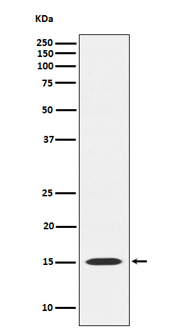 MAGOH Antibody in Western Blot (WB)