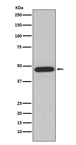 p47phox Antibody in Western Blot (WB)