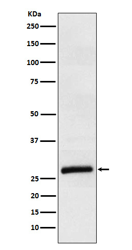 Apolipoprotein M Antibody in Western Blot (WB)