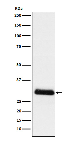 Apolipoprotein D Antibody in Western Blot (WB)