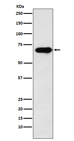 SAM68 Antibody in Western Blot (WB)