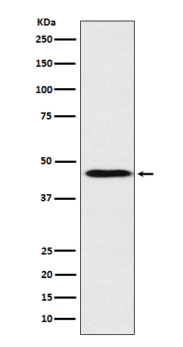 Apolipoprotein A4 Antibody in Western Blot (WB)