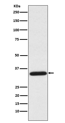 UNG Antibody in Western Blot (WB)