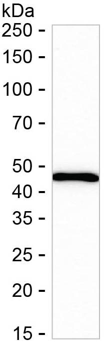 HLA-B Antibody in Western Blot (WB)