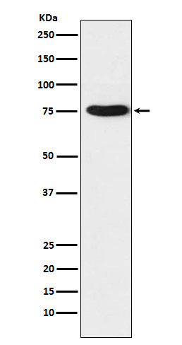 TRAP1 Antibody in Western Blot (WB)