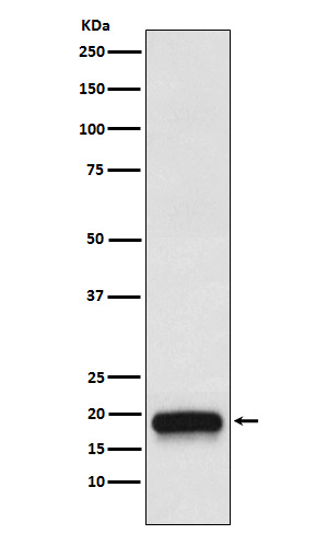 VEGFB Antibody in Western Blot (WB)