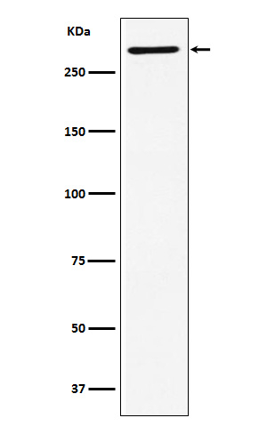 HYD Antibody in Western Blot (WB)