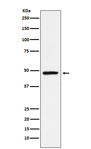 TLX Antibody in Western Blot (WB)