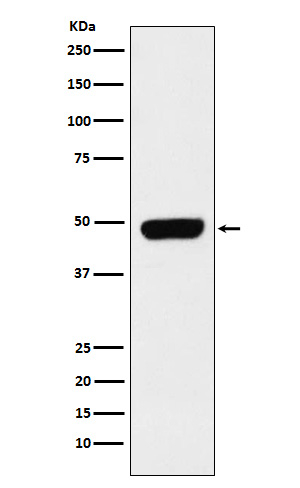Pannexin 1 Antibody in Western Blot (WB)
