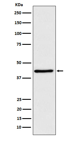 WIF1 Antibody in Western Blot (WB)