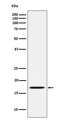 FHIT Antibody in Western Blot (WB)