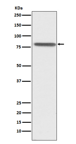 PSAP Antibody in Western Blot (WB)