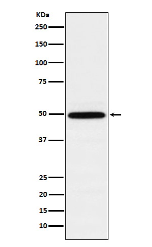 RUVBL1 Antibody in Western Blot (WB)