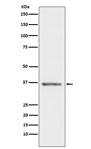 STC1 Antibody in Western Blot (WB)