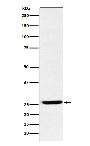 EBI3 Antibody in Western Blot (WB)