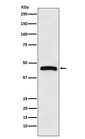 HRH3 Antibody in Western Blot (WB)