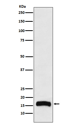 FLAP Antibody in Western Blot (WB)