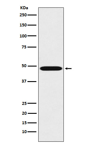 Renin Antibody in Western Blot (WB)