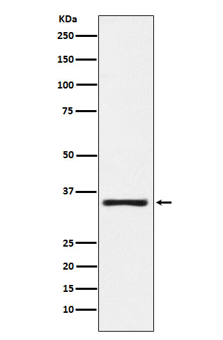 Kallikrein 2 Antibody in Western Blot (WB)