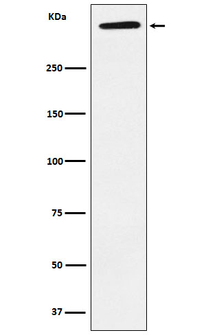 LPA Antibody in Western Blot (WB)