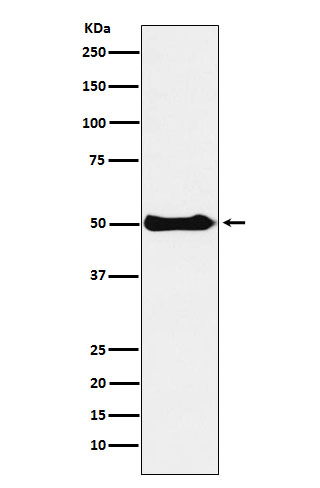 CSK Antibody in Western Blot (WB)