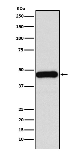 HDJ2 Antibody in Western Blot (WB)