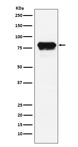 PLTP Antibody in Western Blot (WB)