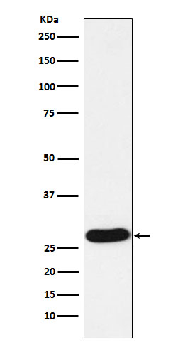 PR3 Antibody in Western Blot (WB)