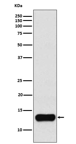 Cystatin A Antibody in Western Blot (WB)