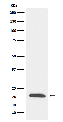 Dynactin 3 Antibody in Western Blot (WB)